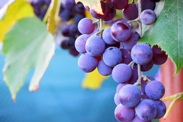 raisin symbolisant l'automne