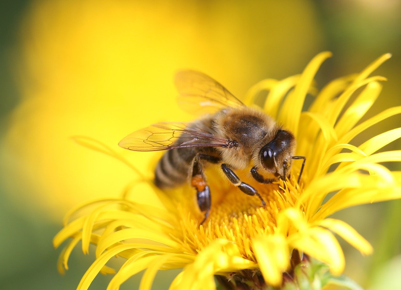 Abeille sur une fleur