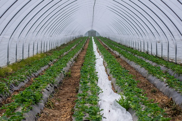 Cultures sous tunnel