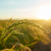 Réussir en agriculture tout en préservant la planète